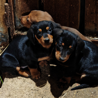 Cuccioli bassotto tedesco