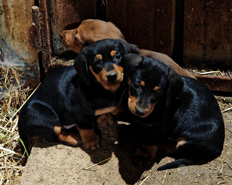 Cuccioli bassotto tedesco