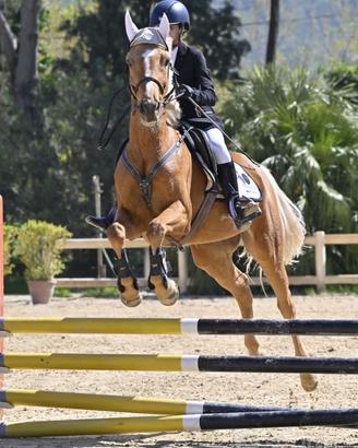 Pony/cavallo