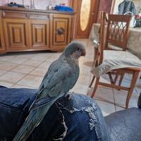 Pappagallo parocchetto monaco