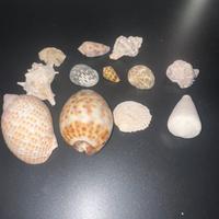 SET CONCHIGLIE MARINE.