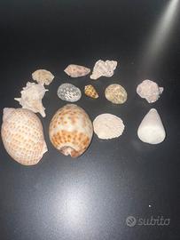SET CONCHIGLIE MARINE.
