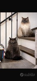 Gatti siberiani con pedigree