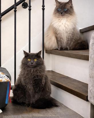 Gatti siberiani con pedigree