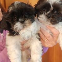 Cuccioli di shitzu/shihtzu/shi tzu/shih tzu