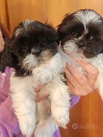 Cuccioli di shitzu/shihtzu/shi tzu/shih tzu