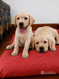 Cuccioli labrador