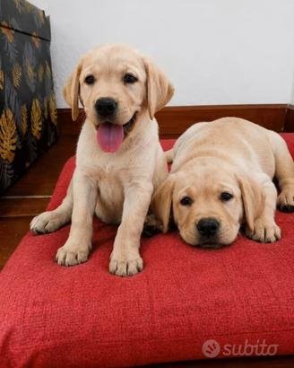 Cuccioli labrador