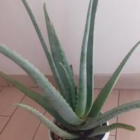 Pianta di Aloe Vera 