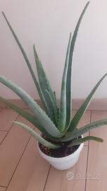 Pianta di Aloe Vera 