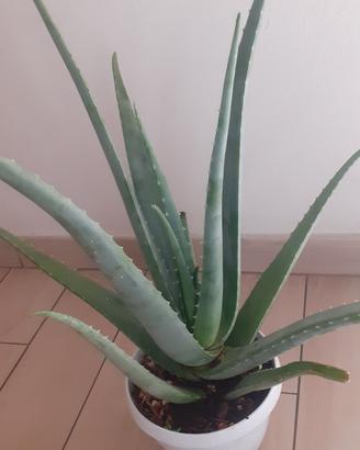 Pianta di Aloe Vera 