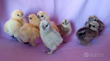 Galline e pulcini Moroseta 