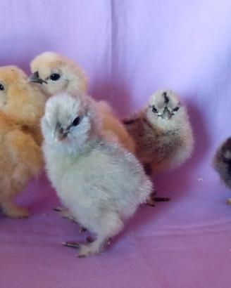 Galline e pulcini Moroseta 