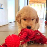 Golden Retriever Linea Americana Cuccioli