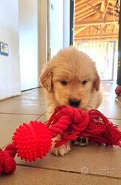 Golden Retriever Linea Americana Cuccioli
