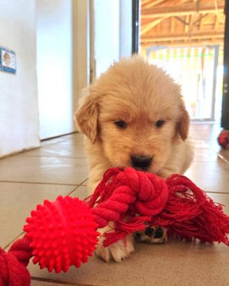 Golden Retriever Linea Americana Cuccioli