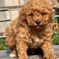 Barboncina Toy possibile MINI TOY