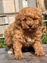 Barboncina Toy possibile MINI TOY