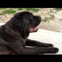 Cane corso