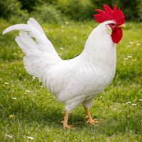 Gallo Livornese