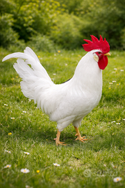 Gallo Livornese