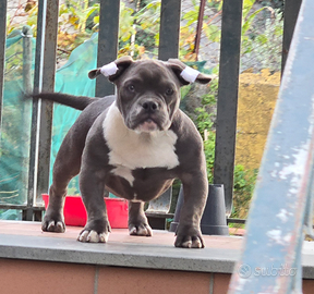 Cucciola exotic bully micro