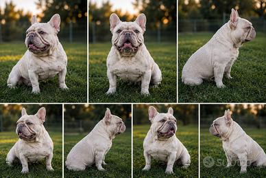 Bulldog francese per monte