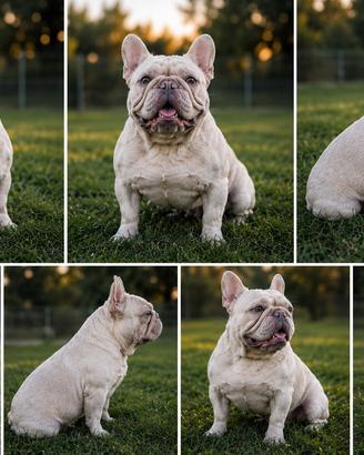 Bulldog francese per monte