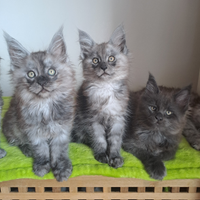 Maine coon cuccioli taglia grande