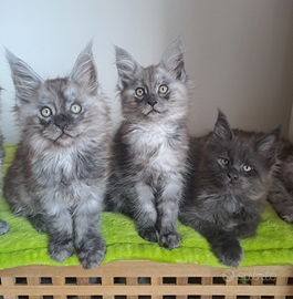 Maine coon cuccioli taglia grande
