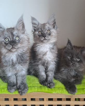 Maine coon cuccioli taglia grande