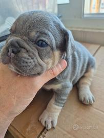 Bulldog francese esotico