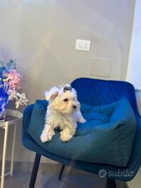 Maltese coreano mini bianco