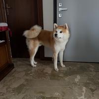 Akita Inu monta