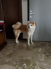 Akita Inu monta