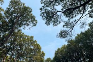 Bilocale Eraclea mare fronte pineta