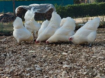 Australorp bianche