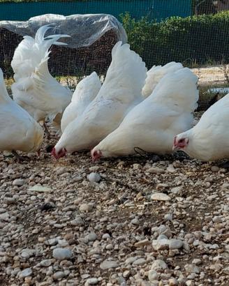 Australorp bianche
