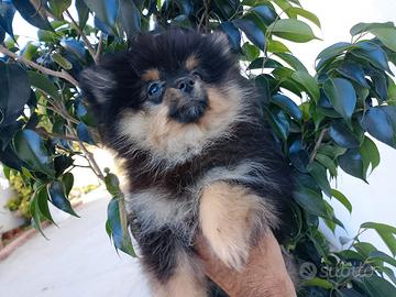Spitz di pomerania