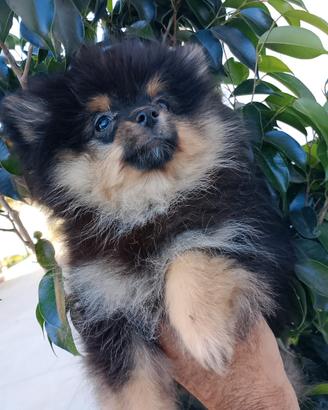 Spitz di pomerania