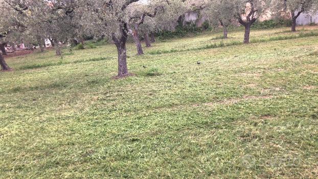 Terreno agricolo con piante di olivi