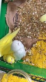 Cocorite allevate a mano