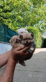 Cuccioli volpini spitz