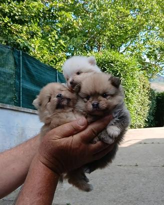 Cuccioli volpini spitz