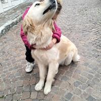 Accoppiamento Golden Retriever