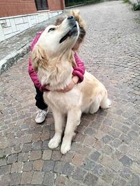 Accoppiamento Golden Retriever