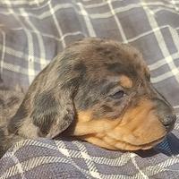 Cuccioli di bassotto nano