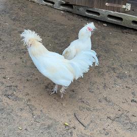 Trio padovane ciuffate bianche
