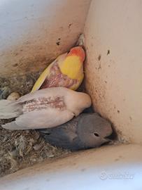 Pulli di inseparabile da allevare a mano