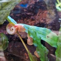 Piante Lumache Fertilizzante  Acquario Dolce